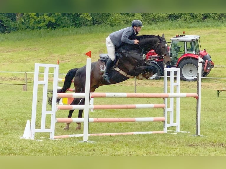 Oldenburger Springpferd Wallach 14 Jahre 169 cm Dunkelbrauner in Neustadt in Sachsen