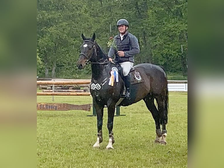 Oldenburger Springpferd Wallach 14 Jahre 169 cm Dunkelbrauner in Neustadt in Sachsen
