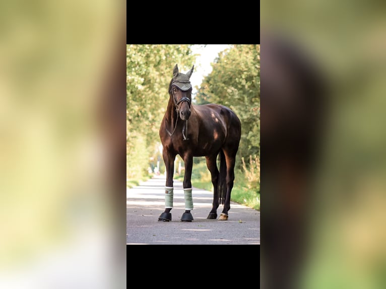 Oldenburger Springpferd Wallach 14 Jahre 170 cm Dunkelbrauner in Velbert