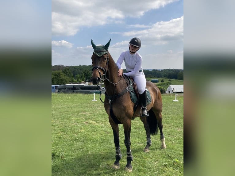 Oldenburger Springpferd Wallach 14 Jahre 170 cm Dunkelbrauner in Alfter