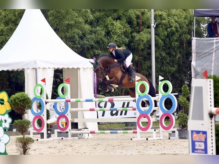 Oldenburger Springpferd Wallach 14 Jahre 170 cm Dunkelbrauner in Alfter