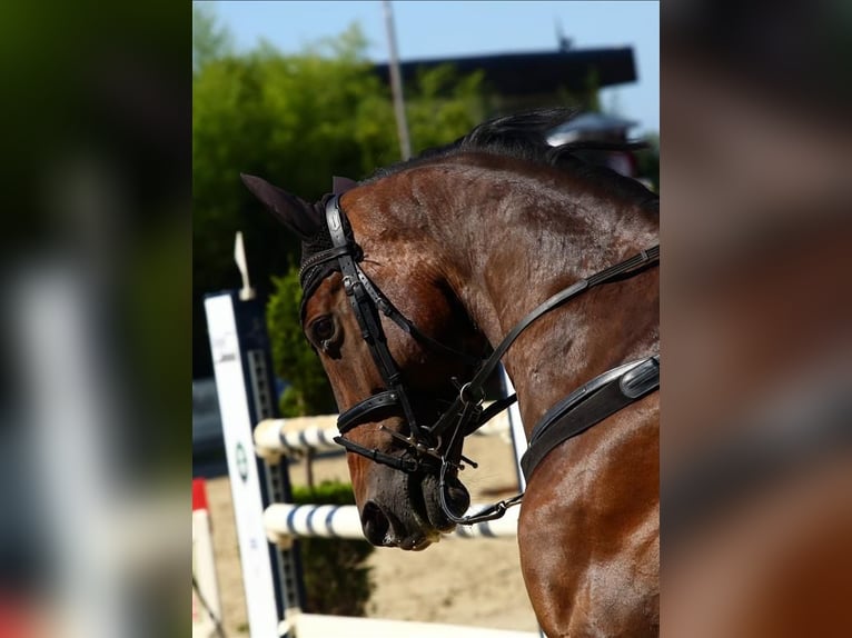Oldenburger Springpferd Wallach 14 Jahre 170 cm Dunkelbrauner in Alfter