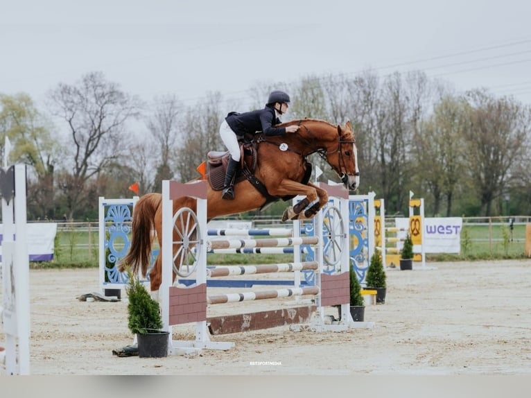 Oldenburger Springpferd Wallach 14 Jahre 170 cm Fuchs in Neustadt (Dosse)