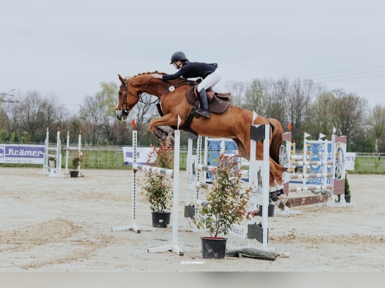 Oldenburger Springpferd Wallach 14 Jahre 170 cm Fuchs in Neustadt (Dosse)