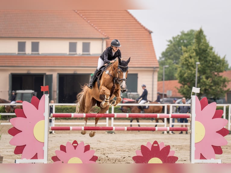 Oldenburger Springpferd Wallach 14 Jahre 170 cm Fuchs in Neustadt (Dosse)