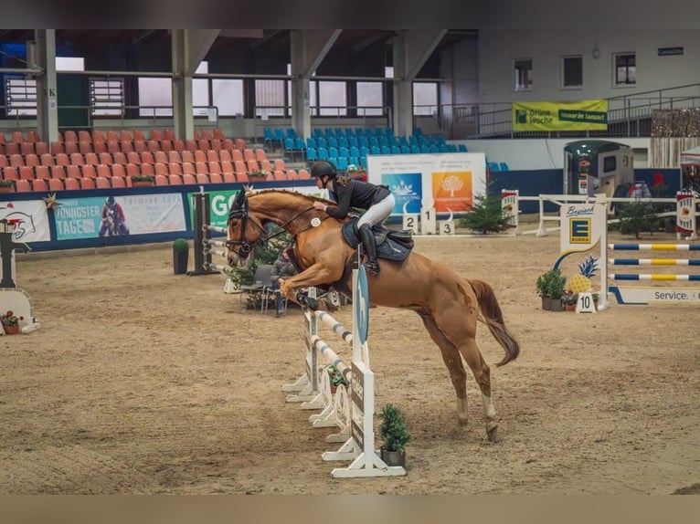 Oldenburger Springpferd Wallach 14 Jahre 170 cm Fuchs in Neustadt (Dosse)