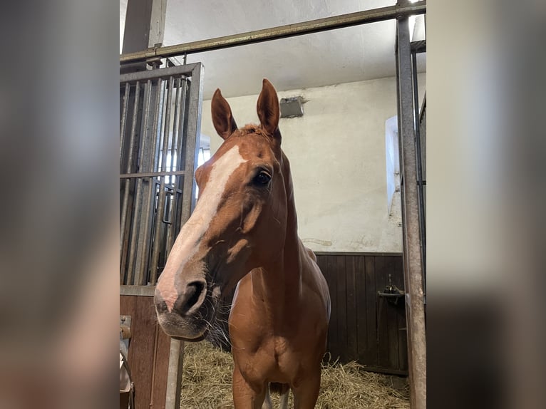 Oldenburger Springpferd Wallach 14 Jahre 170 cm Fuchs in Neustadt (Dosse)