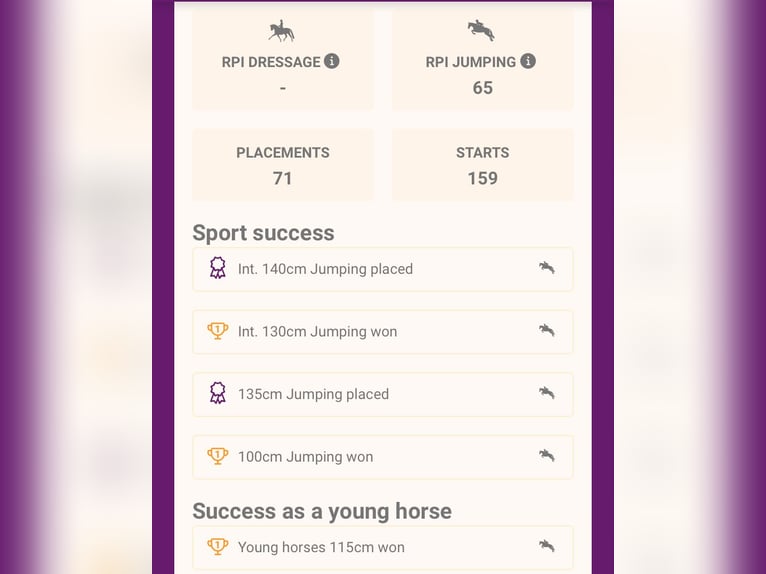 Oldenburger Springpferd Wallach 14 Jahre 170 cm Schimmel in Porrentruy