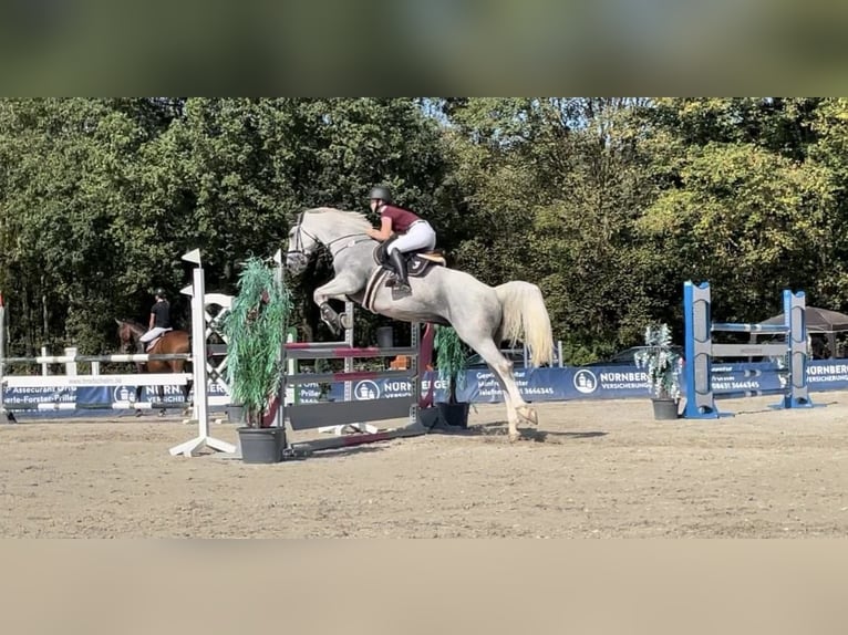 Oldenburger Springpferd Wallach 14 Jahre 172 cm Schimmel in Pilsting