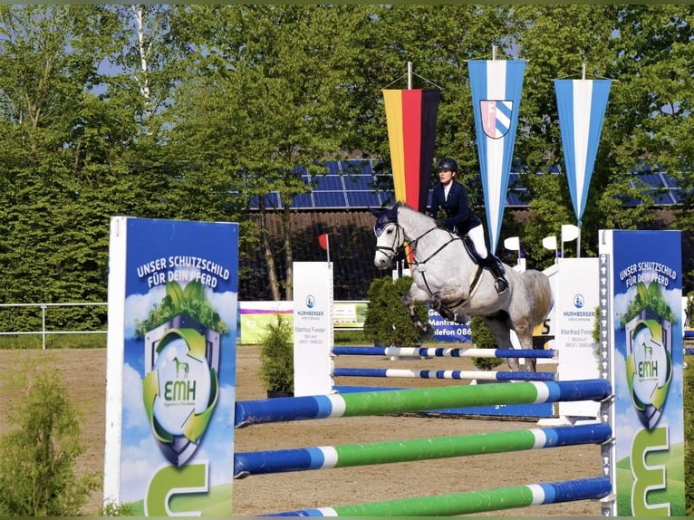 Oldenburger Springpferd Wallach 14 Jahre 172 cm Schimmel in Pilsting