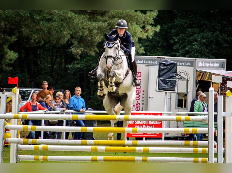 Oldenburger Springpferd Wallach 14 Jahre 172 cm Schimmel in Oberuckersee