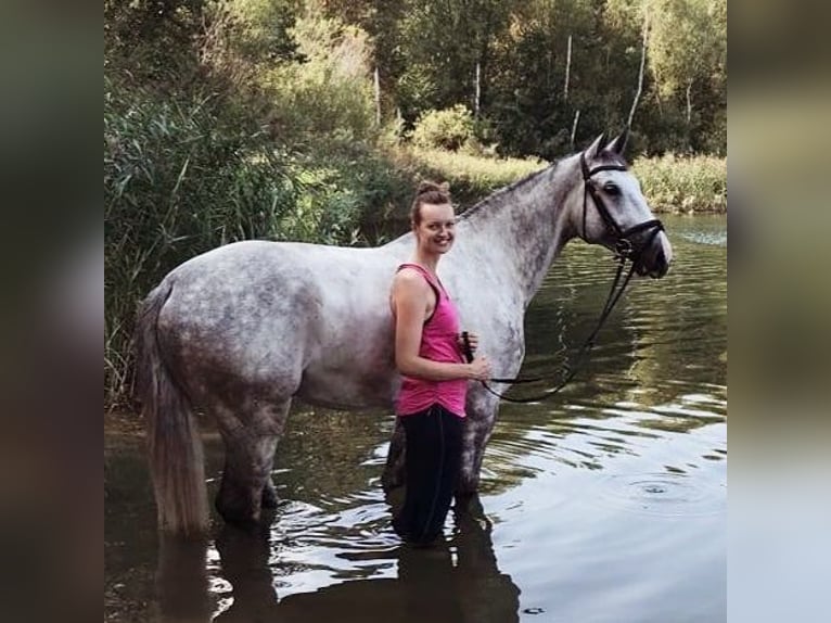Oldenburger Springpferd Wallach 14 Jahre 172 cm Schimmel in Oberuckersee