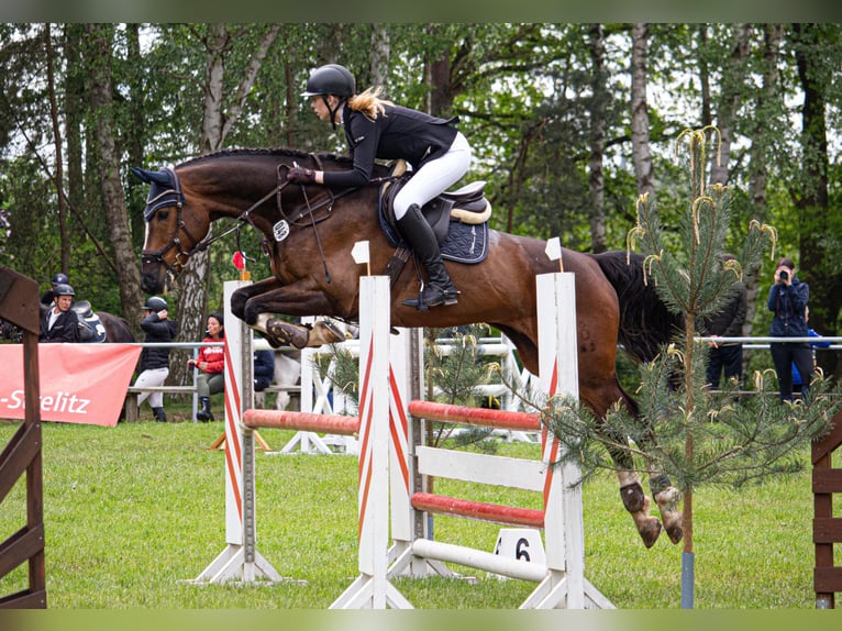 Oldenburger Springpferd Wallach 14 Jahre 175 cm Brauner in Feldberger Seenlandschaft