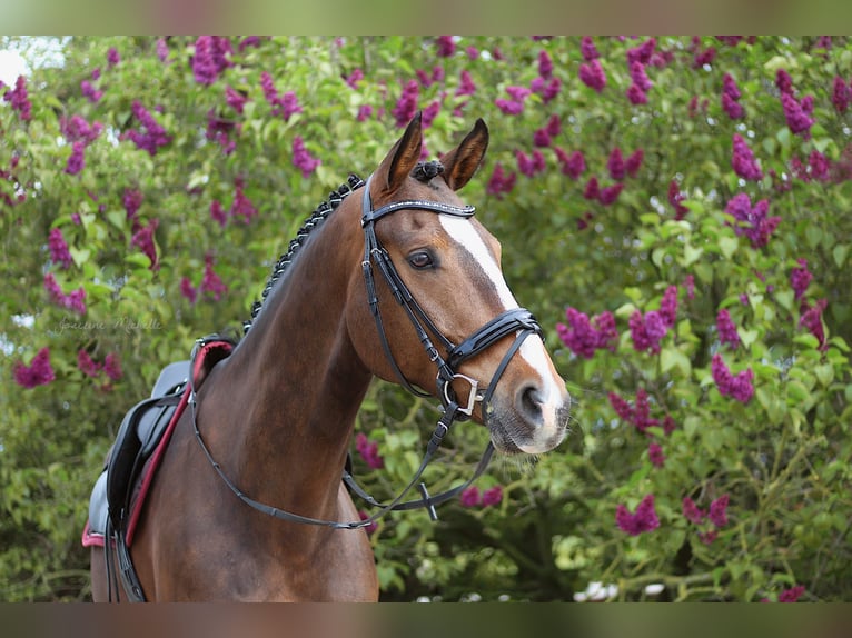 Oldenburger Springpferd Wallach 14 Jahre 175 cm Brauner in Feldberger Seenlandschaft