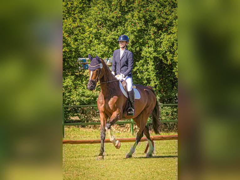 Oldenburger Springpferd Wallach 14 Jahre 175 cm Brauner in Feldberger Seenlandschaft