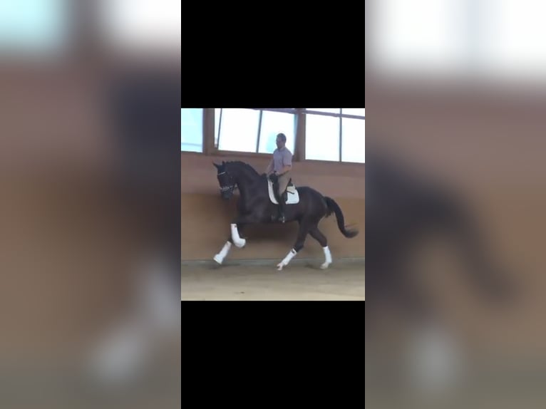 Oldenburger Springpferd Wallach 14 Jahre 175 cm Rappe in Tarbes