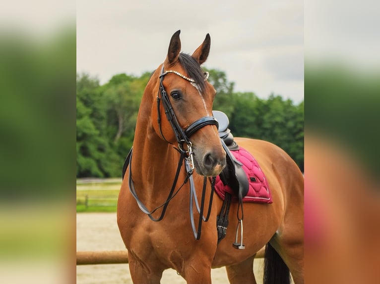 Oldenburger Springpferd Wallach 14 Jahre 177 cm Brauner in Overath