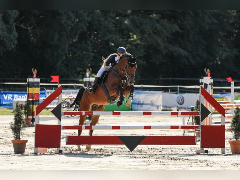 Oldenburger Springpferd Wallach 14 Jahre 177 cm Brauner in Overath