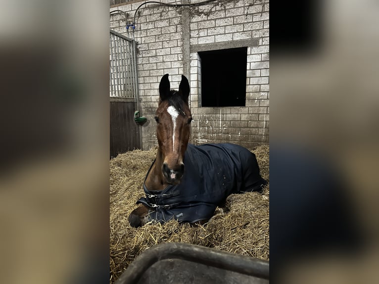 Oldenburger Springpferd Wallach 14 Jahre 177 cm Brauner in Overath