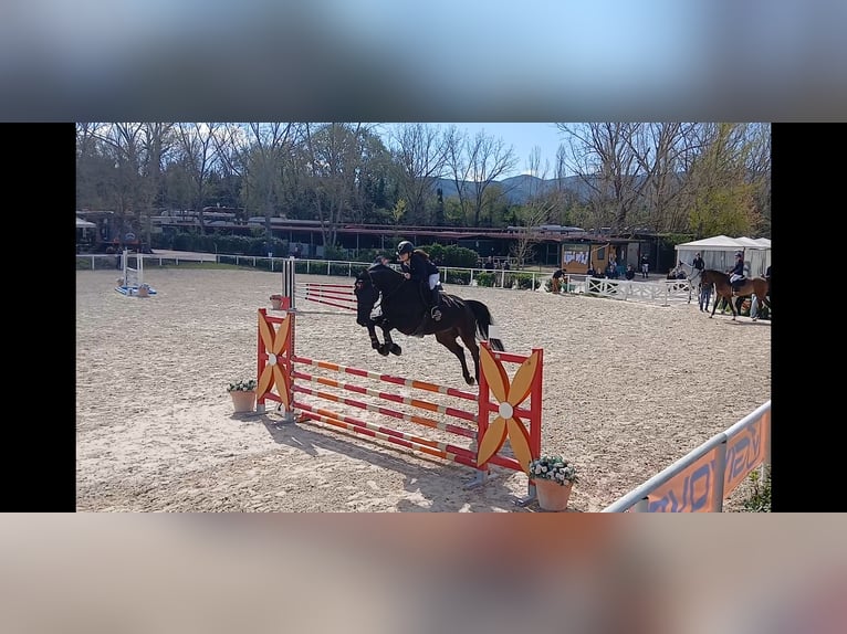 Oldenburger Springpferd Wallach 14 Jahre 178 cm Rappe in Torreorsina