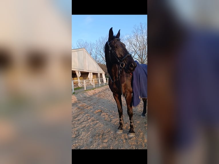 Oldenburger Springpferd Wallach 14 Jahre 178 cm Rappe in Torreorsina