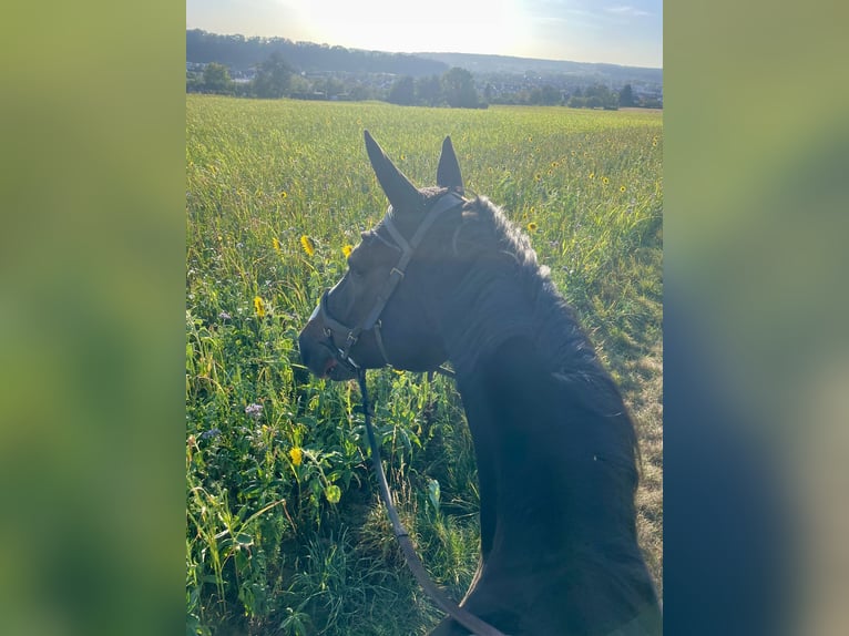 Oldenburger Springpferd Wallach 14 Jahre in Fellbach
