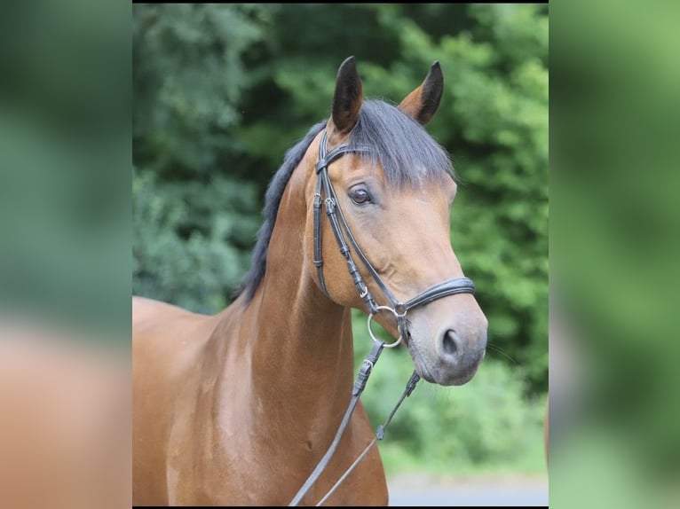 Oldenburger Springpferd Wallach 15 Jahre 168 cm Brauner in Höperhöfen