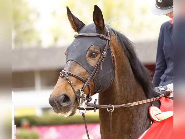 Oldenburger Springpferd Wallach 15 Jahre 170 cm Brauner in Oberstadion