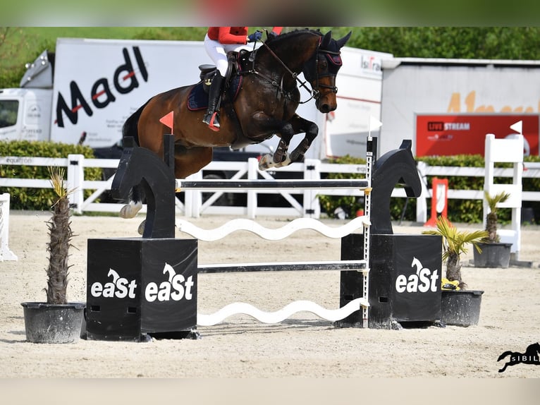 Oldenburger Springpferd Wallach 15 Jahre 170 cm Brauner in Oberstadion