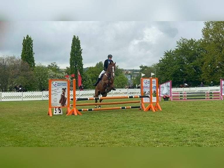 Oldenburger Springpferd Wallach 15 Jahre 170 cm Fuchs in Oberlungwitz