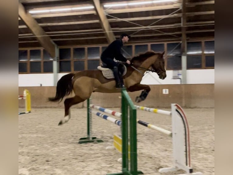 Oldenburger Springpferd Wallach 15 Jahre 170 cm Fuchs in Oberlungwitz