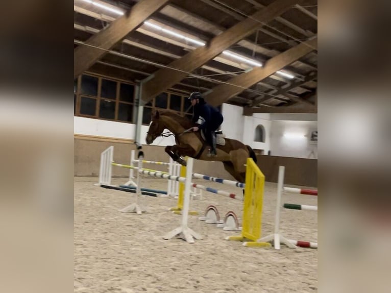 Oldenburger Springpferd Wallach 15 Jahre 170 cm Fuchs in Oberlungwitz
