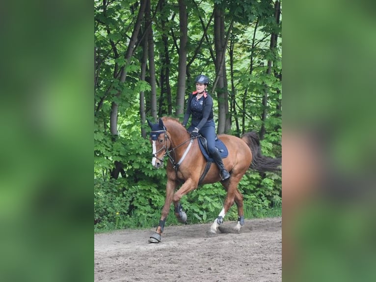 Oldenburger Springpferd Wallach 15 Jahre 170 cm Fuchs in Oberlungwitz