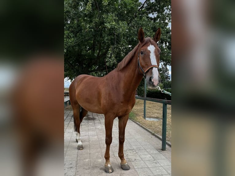 Oldenburger Springpferd Wallach 15 Jahre 170 cm Fuchs in Oberlungwitz