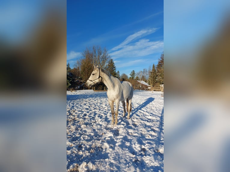Oldenburger Springpferd Wallach 15 Jahre 173 cm Fliegenschimmel in Blankenhain