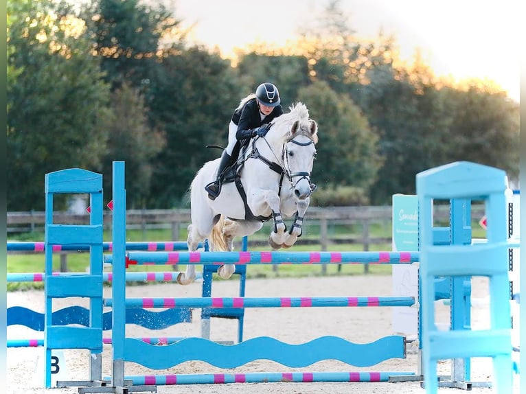 Oldenburger Springpferd Wallach 15 Jahre 174 cm Schimmel in 's-Graveland