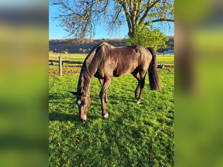 Oldenburger Springpferd Wallach 15 Jahre 177 cm Dunkelbrauner in Schwerte