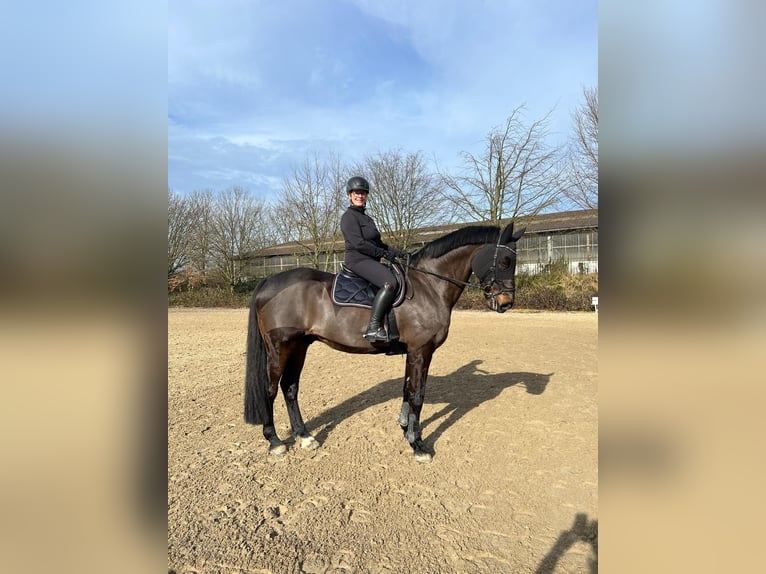 Oldenburger Springpferd Wallach 15 Jahre 177 cm Dunkelbrauner in Schwerte