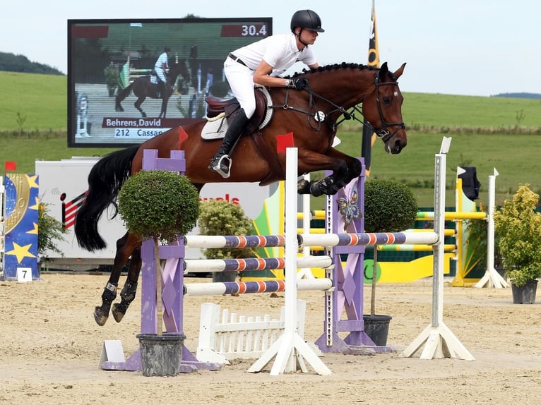 Oldenburger Springpferd Wallach 15 Jahre 180 cm Brauner in Willich