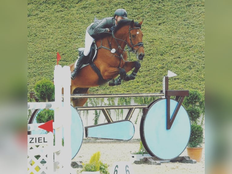 Oldenburger Springpferd Wallach 15 Jahre 180 cm Brauner in Willich