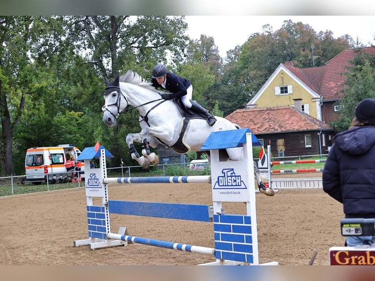 Oldenburger Springpferd Wallach 15 Jahre 180 cm Schimmel in Bobingen