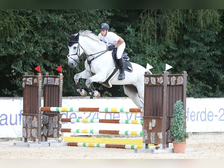 Oldenburger Springpferd Wallach 15 Jahre 180 cm Schimmel in Bobingen