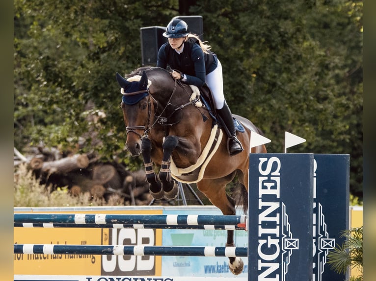 Oldenburger Springpferd Wallach 15 Jahre 185 cm Brauner in Gräfenhainichen