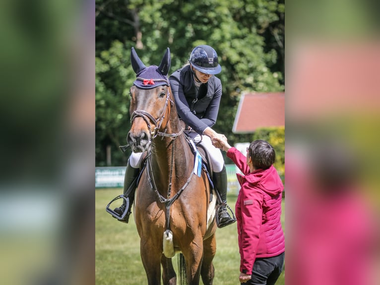Oldenburger Springpferd Wallach 15 Jahre 185 cm Brauner in Gräfenhainichen