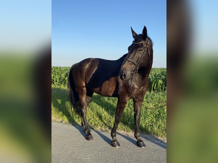 Oldenburger Springpferd Wallach 16 Jahre 170 cm Schwarzbrauner in Löningen