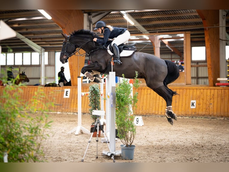 Oldenburger Springpferd Wallach 16 Jahre 170 cm Schwarzbrauner in Löningen