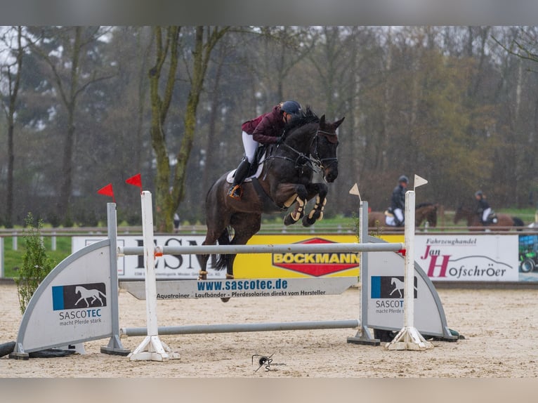 Oldenburger Springpferd Wallach 16 Jahre 170 cm Schwarzbrauner in Löningen