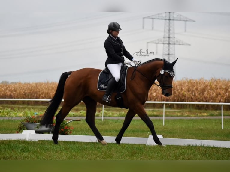 Oldenburger Springpferd Wallach 16 Jahre 171 cm Brauner in Offenburg