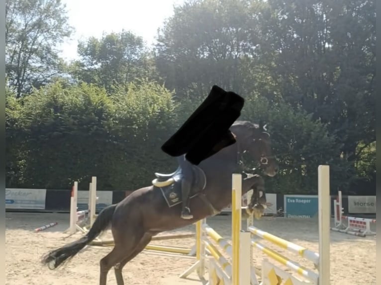 Oldenburger Springpferd Wallach 16 Jahre 172 cm Rappe in BorgentreichBorgentreich