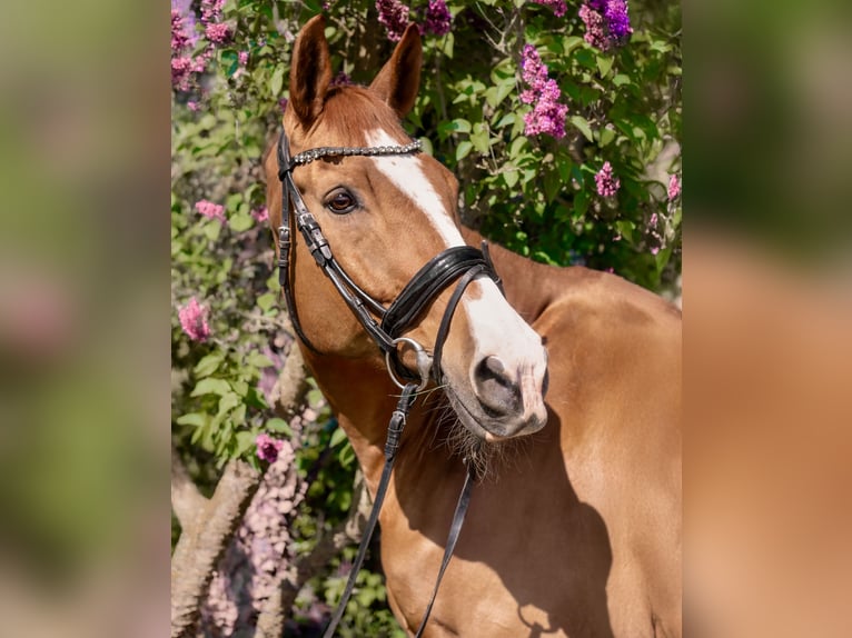 Oldenburger Springpferd Wallach 16 Jahre 174 cm Fuchs in Mechernich